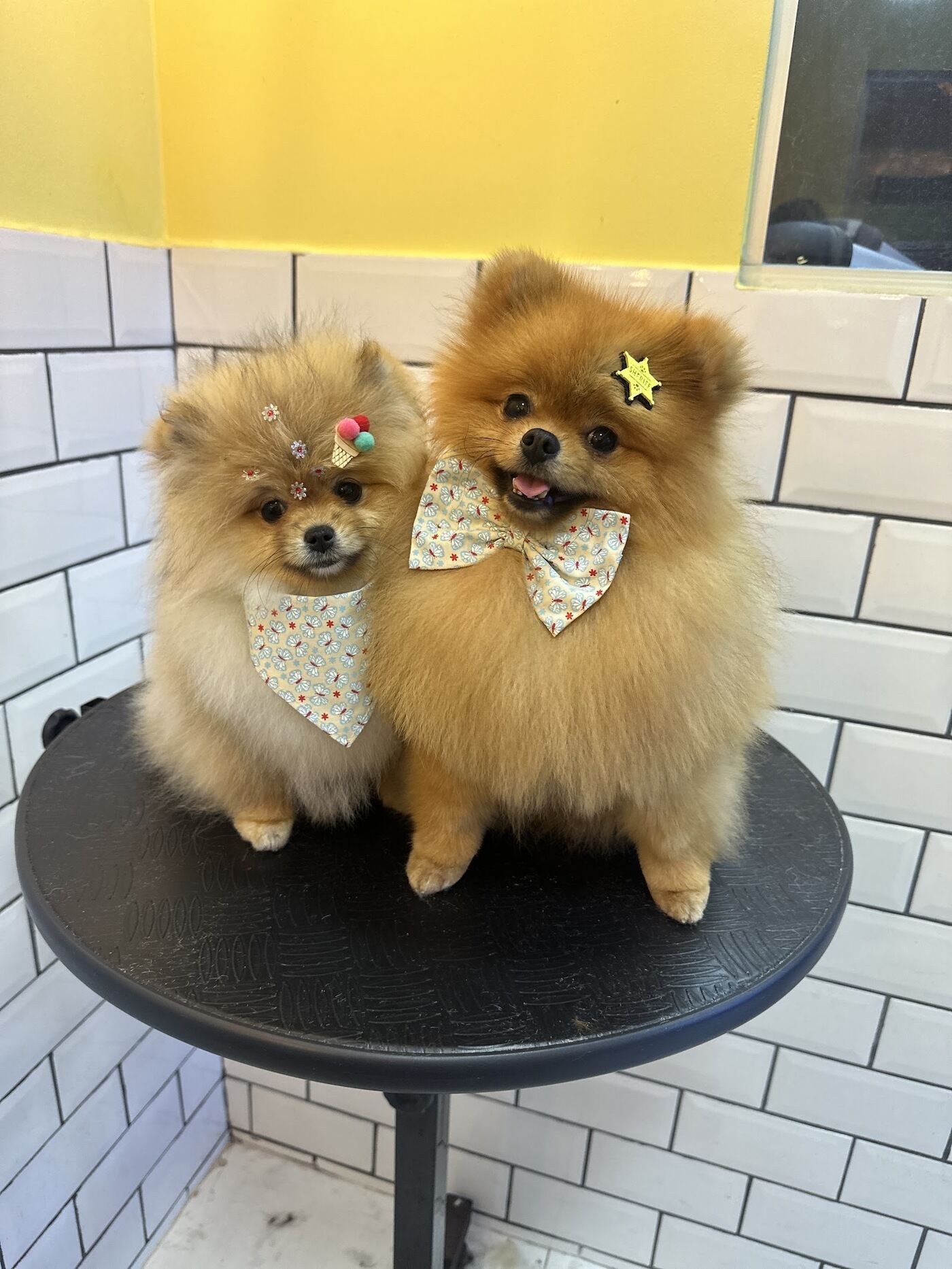 Dois pomerânias tosados, com laço e bandana, na bancada da Doce Faro